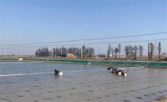青蟹養(yǎng)殖技術(shù)與管理方法，青蟹養(yǎng)殖的注意事項(xiàng)