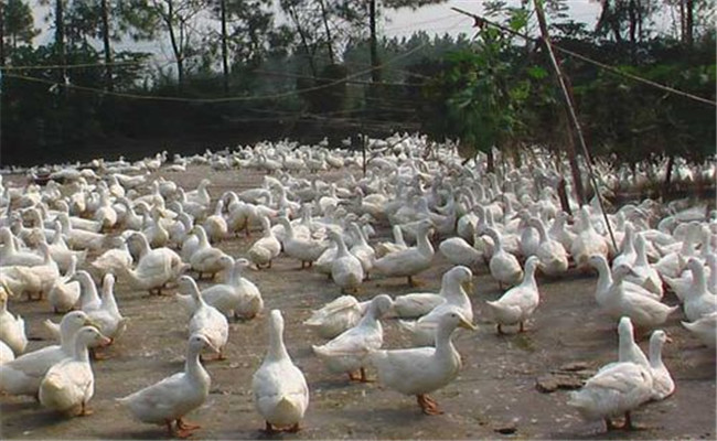產蛋鴨如何飼養(yǎng)