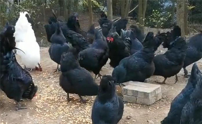 烏骨雞的分段飼養(yǎng)、放牧飼養(yǎng)與補喂砂礫方法