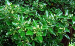 衛(wèi)矛的別名叫什么，衛(wèi)矛是常綠還是落葉植物？