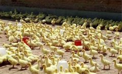 鵝雛怎么飼養(yǎng)？飼養(yǎng)雛鵝必須把握好這六個要點