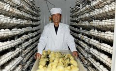 鵝孵化的過程中會出現(xiàn)哪些問題，如何解決？
