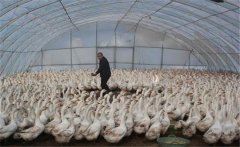 如何用大棚飼養(yǎng)肉鵝，提高經(jīng)濟(jì)效益