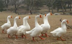 母鵝蛋子瘟的癥狀、預防方法和治療方法
