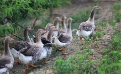 生產(chǎn)肥肝鵝的品種、性別與年齡選擇問(wèn)題
