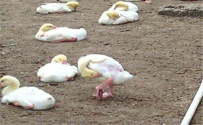 雛鵝葡萄球菌病的癥狀、診斷方法和防治措施