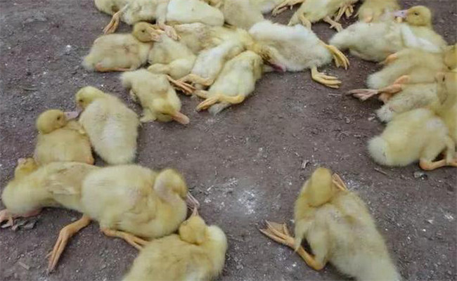 鵝白痢的癥狀、特點與預(yù)防治療方法