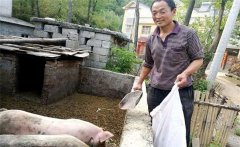 農(nóng)村庭院養(yǎng)豬的優(yōu)勢與好處是什么？