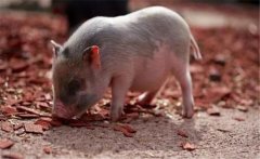 豬的生物學特性、品種與類型 科學養(yǎng)豬技術(shù)要點