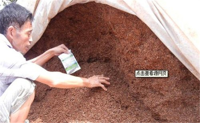使用酒糟喂豬的具體方法，酒糟喂豬需注意什么