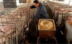 生料喂豬飼料如何選擇、飼喂方式有哪些講究？