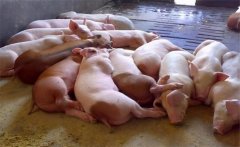 飼料生喂有什么優(yōu)點？生飼料喂豬注意事項