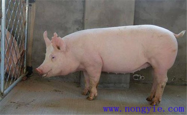 種公豬管理三要素：運(yùn)動(dòng)、單圈詞養(yǎng)和防暑降溫
