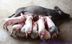 如何縮短仔豬哺乳周期，有效提高母豬飼養(yǎng)效益