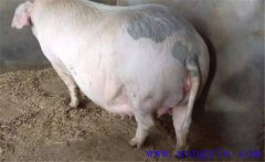妊娠母豬夏季為什么流產(chǎn)多，妊娠母豬如何度夏