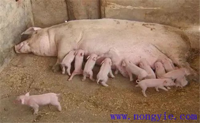 怎樣治療母豬無乳或泌乳不足，如何預防