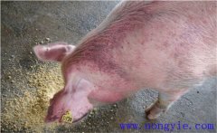 怎樣治療懷孕母豬不吃食，其發(fā)病原因是什么？