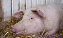 母豬分娩前如何飼養(yǎng)管理？