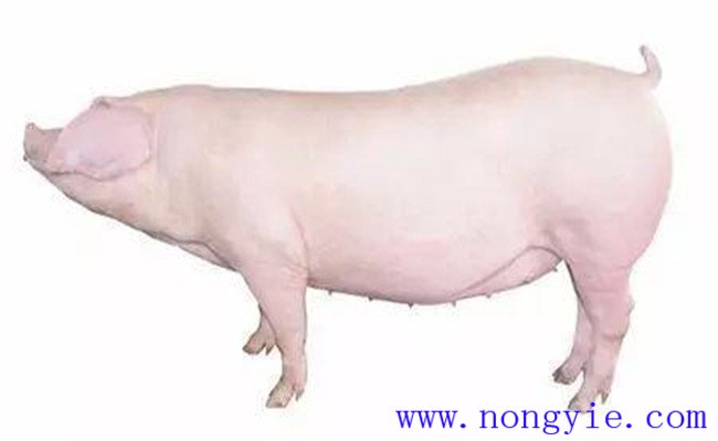 怎樣選擇后備母豬？挑選后備母豬的技術(shù)要點(diǎn)