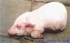 仔豬水腫病的發(fā)病原因是什么？如何預(yù)防水腫病