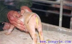 如何預(yù)防與治療仔豬紅痢、仔豬黃痢與仔豬白痢