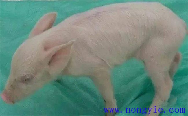 新生仔豬低血糖的癥狀、治療和預防方法