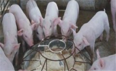 仔豬斷奶應(yīng)激如何預(yù)防，絕食仔豬怎樣進(jìn)行挽救