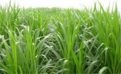 如何用牧草喂養(yǎng)畜禽？畜禽飼養(yǎng)中牧草的選用