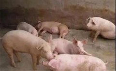 豬喘氣病的預(yù)防措施，豬喘氣病的疫苗免疫問題