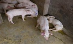 治療豬痢疾需注意哪些事項？豬痢疾的治療方法