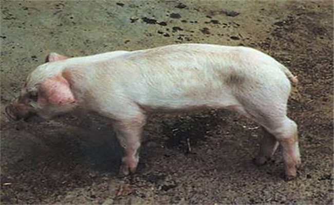豬副嗜血桿菌病的臨床癥狀、診斷與治療方法