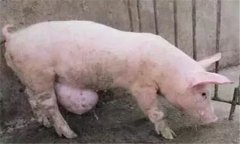 臍疝的類型與癥狀，豬發(fā)生臍疝怎么辦？