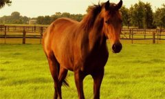馬、驢、騾子的區(qū)別