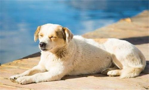 怎樣養(yǎng)好老齡犬，養(yǎng)殖老齡犬應(yīng)注意哪些問(wèn)題