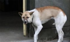 狗都怕什么？犬在什么情況下會表現(xiàn)出恐懼感