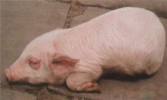 豬水腫、鏈球菌、偽狂犬的鑒別診斷及防治方法