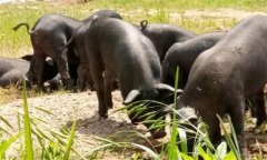 為什么豬、牛食用新鮮玉米苗等會發(fā)生中毒死亡