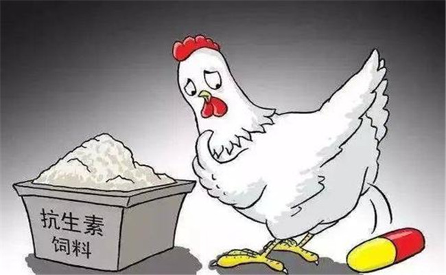 怎樣在飼料中添加抗生素？使用抗生素注意事項