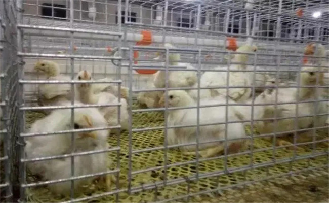 堅(jiān)持隔離飼養(yǎng)，加強(qiáng)家禽保健與疾病防治