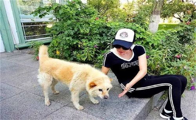 怎樣喂養(yǎng)妊娠犬、哺乳犬