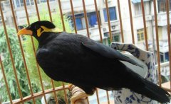 養(yǎng)鳥要注意什么？介紹鳥的衛(wèi)生要求及四季管理