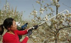 李子花期如何管理？李子花期有哪些注意事項(xiàng)？