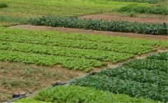 春季大白菜如何種植？大白菜種植技術(shù)！