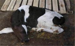 新生牛犢拉綠屎的原因是什么，如何治療？