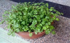 香菜陽臺(tái)怎么種？陽臺(tái)香菜的種植時(shí)間與方法