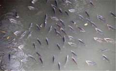 鯽魚在什么季節(jié)產(chǎn)卵，鯽魚產(chǎn)卵需要什么條件