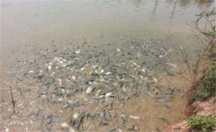 鯽魚養(yǎng)殖密度多少合適？鯽魚飼喂注意事項