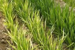 小麥發(fā)黃死苗如何防治，一畝小麥用多少蕓苔素