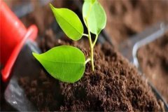 多菌靈可以直接澆灌嗎？如何使用多菌靈灌根？