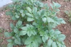 土豆秧用不用打尖和打叉，開花后施什么肥料？